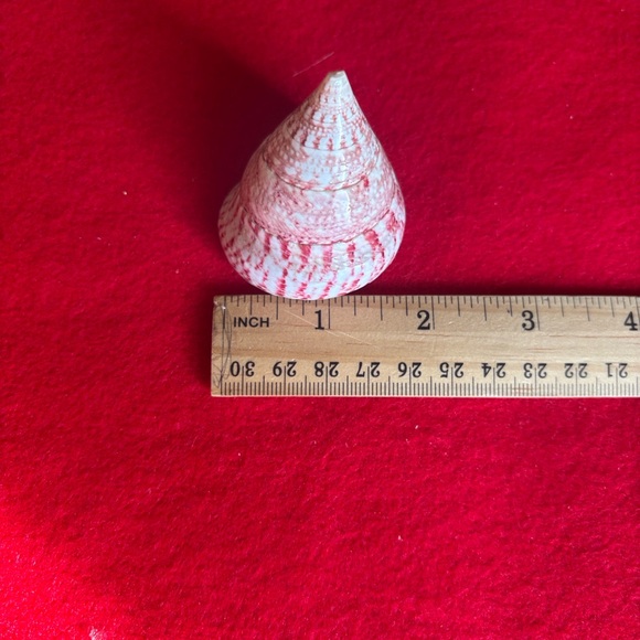 Assorted Seashell Collection - Picture 10 of 16